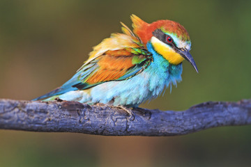 Incredibly beautiful bird on a texture branch