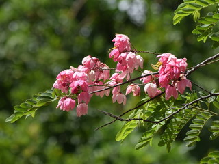 Pink bunch of flowers