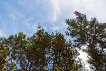 Looking at the sky under the trees