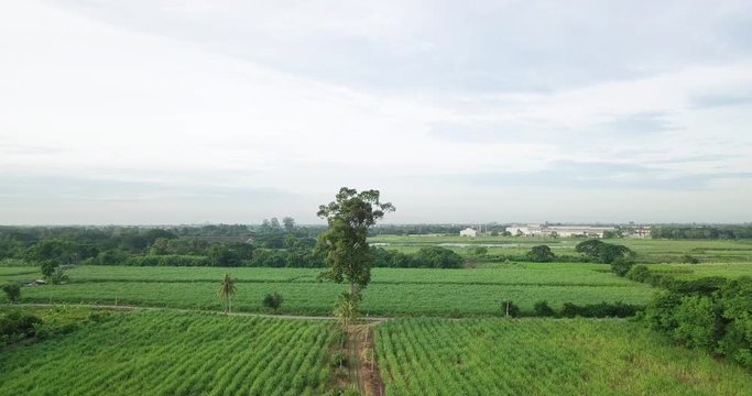 Aerial view or top view of Sugarcane or agriculture in rural  Ban Pong, Ratchaburi, Thailand