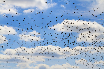 flock of starlings on a blue sky and white clouds