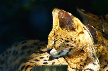 Serval