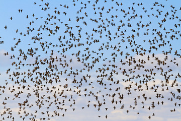 Cloud of birds in the cloudy sky