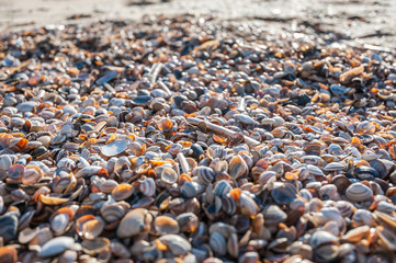 Shell