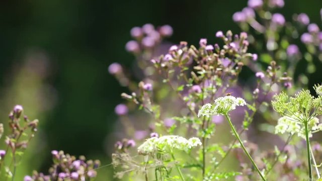 Thistles, Hogweed, Butterflies