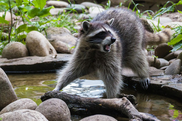 Raccoon looking for food