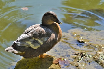 Enten