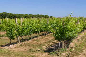 Fototapeta na wymiar Grape plantation in Porto Covo