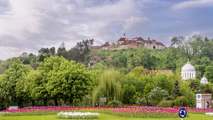 Beautiful and colorful flowers with a view on the background of the Cetatuia de pe Straja, the Citadel, Brasov, Romania