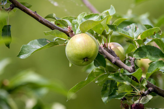  green apple ripens on a branch