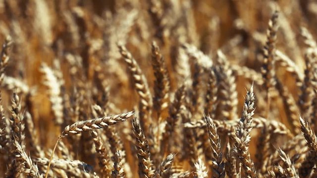 Ripe Wheat