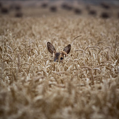 Reh im Weizenfeld