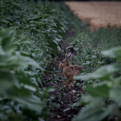 Hase im Sonnenblumenfeld