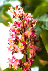 Bunch of pink flowers of the horse-chestnut tree