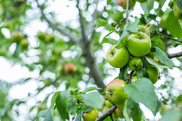 Apples . Apples on the tree back background blurred