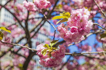 Pink flowers in New York