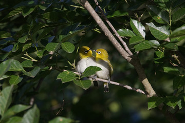 Beautiful oriental white eye couple feeling cozy and making love