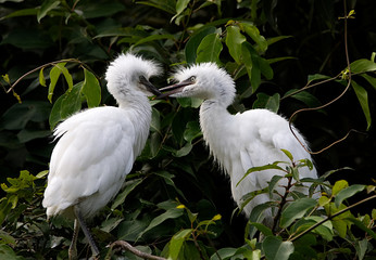 Beautiful snowy white baby egret playing with each other while mother out in search of food