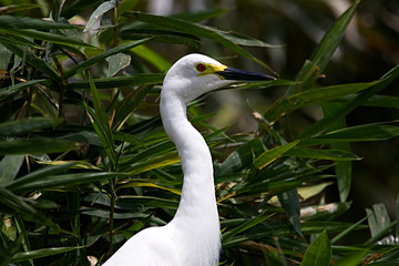 Beautiful white egret with a glowing red eye close up