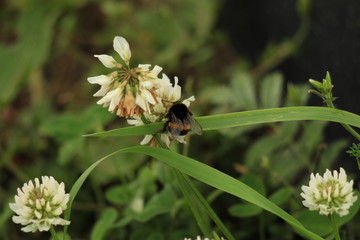 Bee on clover