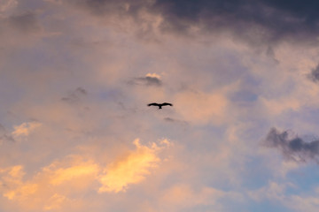 夕焼けと鳥
