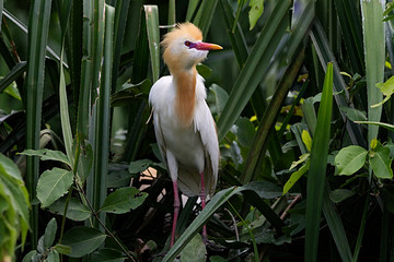 Beautiful sub adult cattle egret