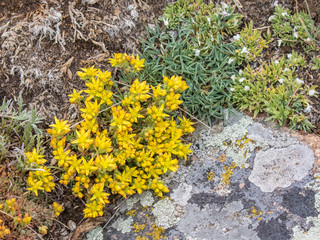 Tundra flowers and lichens in Rocky Mountain National Park, Colorado