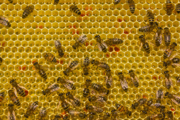 Bees convert nectar into honey