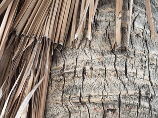 Bark and dry coconut palm leaf