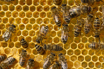 Bees, nectar and larvae