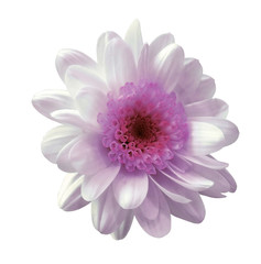 White-pink flower chrysanthemum. Garden flower. White  isolated background with clipping path.  Closeup. no shadows.  Nature.