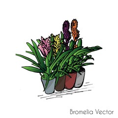 Bromelia Vector. Hand drawn houseplants and flowers - obrazy, fototapety, plakaty