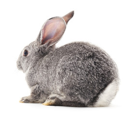 One gray rabbit.