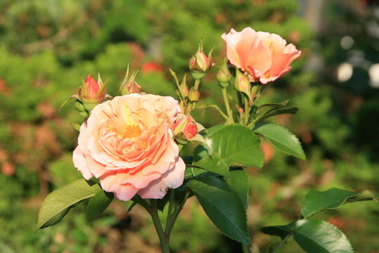 Rosenbild