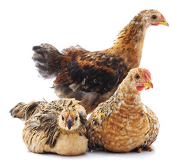 Little chickens.