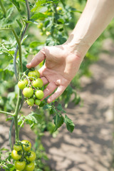 Young man hands checking the green tomatoes, growing well