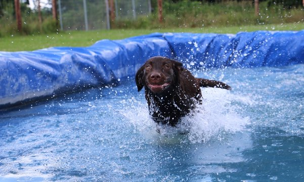 brauner labrador macht iene pool party