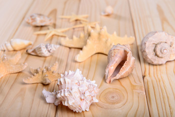 seashell and starfish on a wooden background
