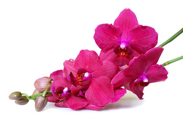 Fototapeta na wymiar Pink Orchid flowers isolated on white background.