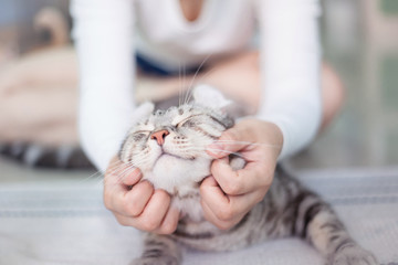 happy cat lovely comfortable sleeping by the woman stroking hand grip at . love to animals concept .