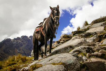 Horse struggeling with difficult terrain in Santa Cruz Trek, Peru