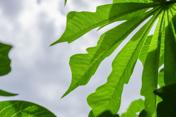 Green leaf in the rainforest 