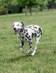 A young beautiful Dalmatian dog running on the grass