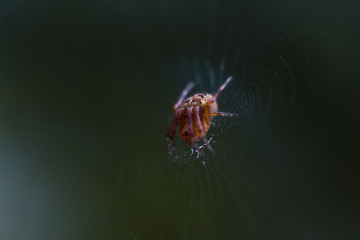Little brown spider sitting on a cobweb close up