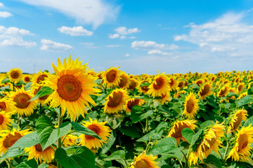 Fototapeta premium field of blooming sunflowers