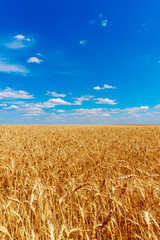 golden wheat field