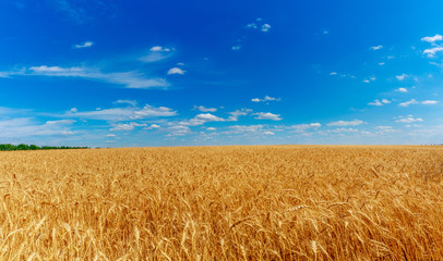 golden wheat field