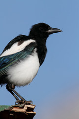 Black-billed Magpie (Pica hudsonia)