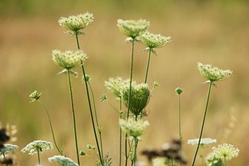 Wild carrot in blossom in a meadow