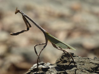 insecte arbre au costa rica